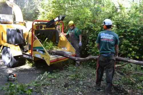 tree services Lower Lake